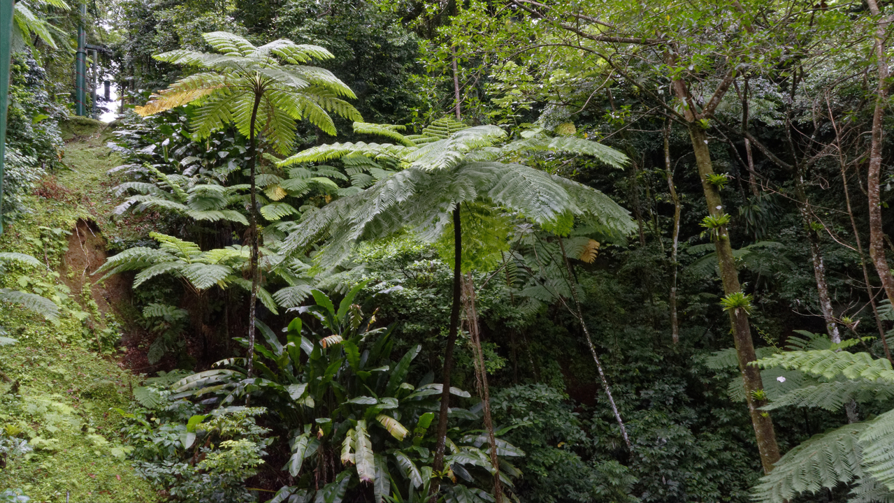 20190201-101252•Rain Forst Aerial Tram•Bisee•Castries•St Lucia